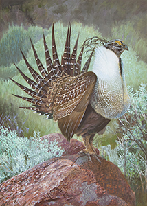 Greater Sage-Grouse